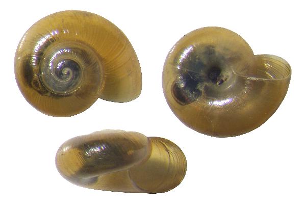 Photo of Nesovitrea electrina by <a href="http://www.mollus.ca/">Robert  Forsyth</a>